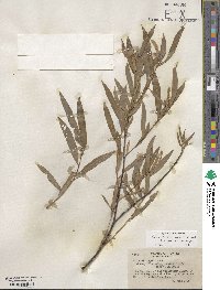 Salix exigua image