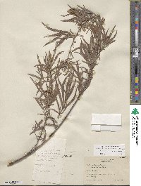 Salix exigua var. exigua [hybrid] image