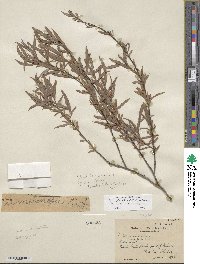 Salix exigua image