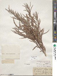 Salix exigua var. exigua image