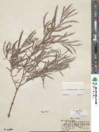 Salix exigua image