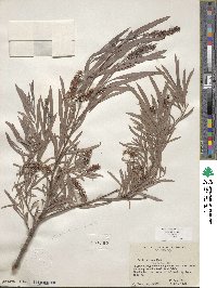 Salix exigua var. exigua image