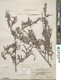 Salix exigua image