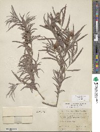 Salix exigua image