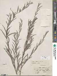 Salix exigua image