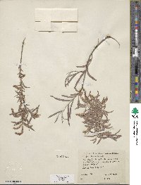 Salix exigua image