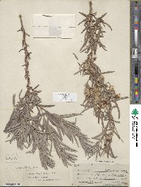 Salix exigua image