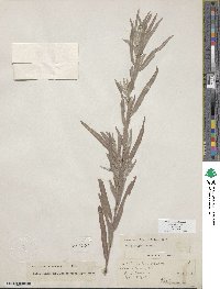 Salix exigua image