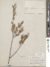 Salix sessilifolia image