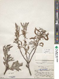 Salix sessilifolia image