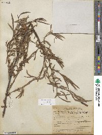 Salix sessilifolia image