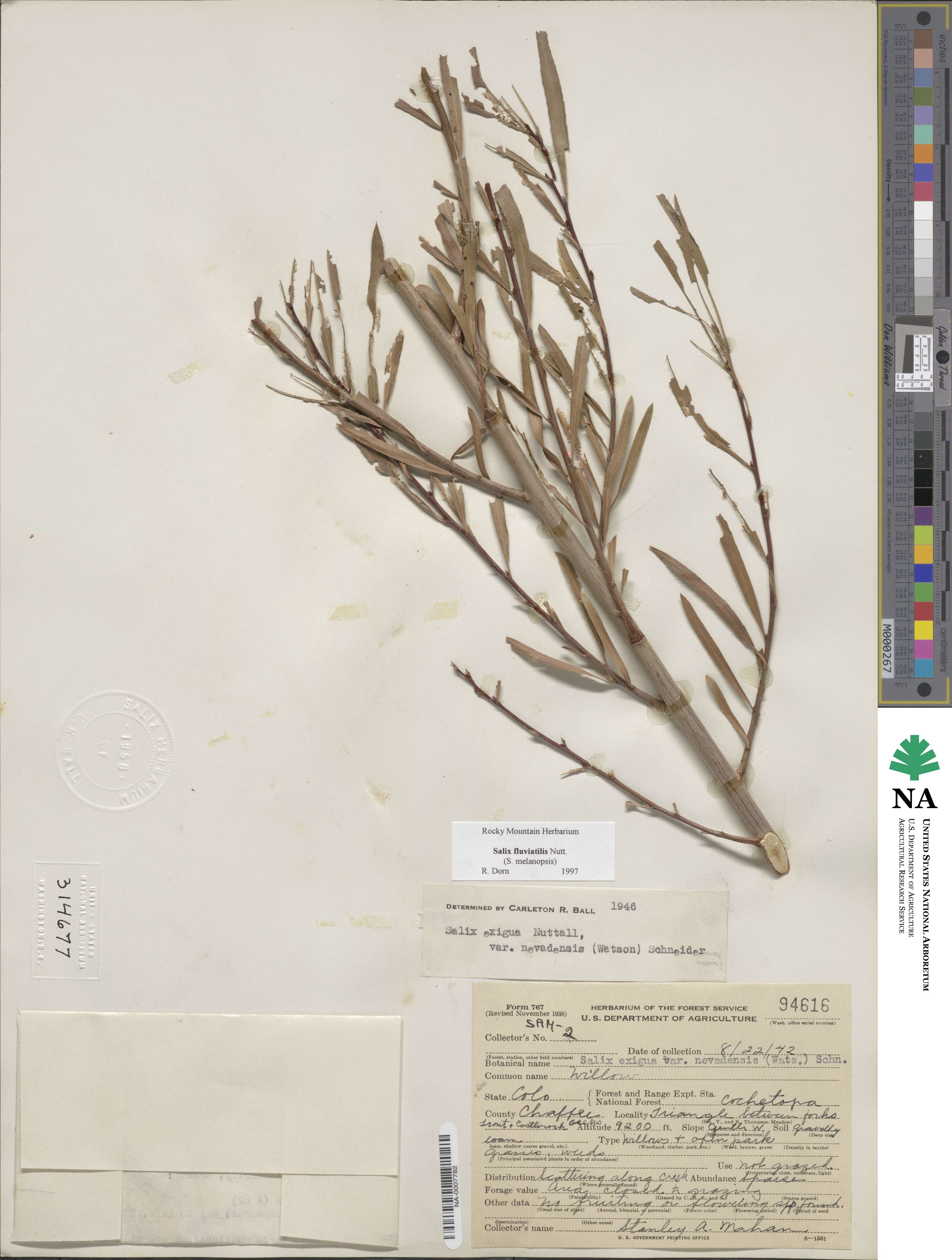 Salix sessilifolia image