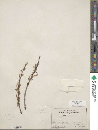 Salix exigua image