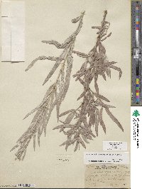 Salix exigua image