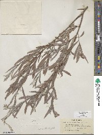 Salix exigua image