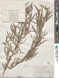 Salix exigua image