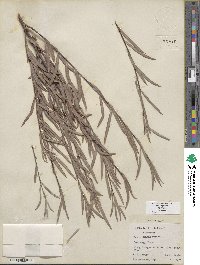 Salix exigua image