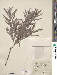 Salix exigua image