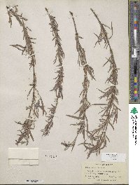 Salix exigua image