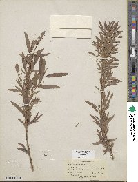 Salix exigua image