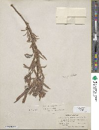 Salix exigua image