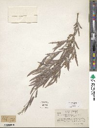 Salix exigua image