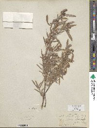 Salix exigua image