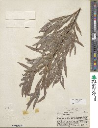 Salix exigua image