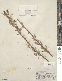 Salix exigua var. exigua image