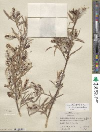 Salix exigua image