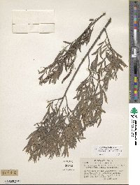 Salix exigua image