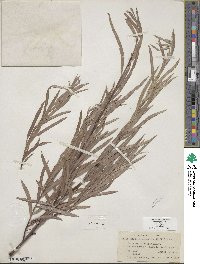 Salix exigua image