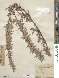 Salix exigua image