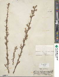 Salix exigua var. exigua image