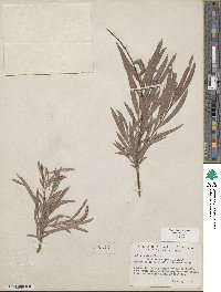 Salix exigua image