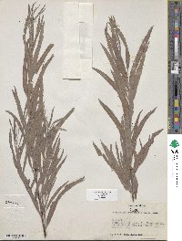 Salix exigua image