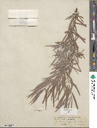 Salix exigua image