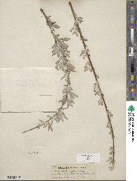 Salix exigua image