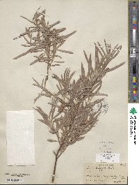 Salix exigua image