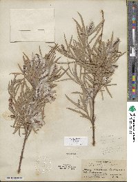 Salix exigua image