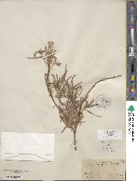 Salix exigua image