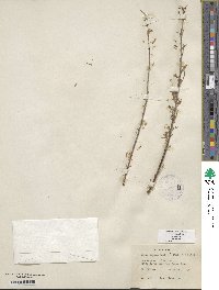 Salix exigua image
