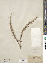 Salix exigua image