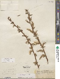 Salix lucida subsp. lasiandra image