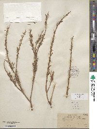 Salix exigua image