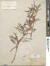 Salix exigua image