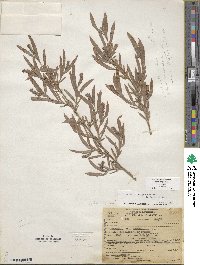 Salix exigua image