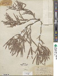 Salix exigua image