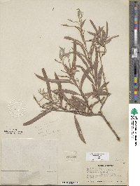 Salix exigua image