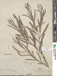 Salix exigua image